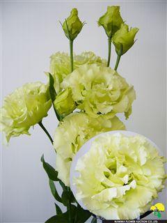 Eustoma Voyage Green.jpeg